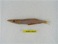 藏品(日本金梭魚)的圖片